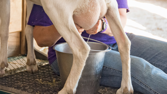 How Many Milk Goats Do You Need?