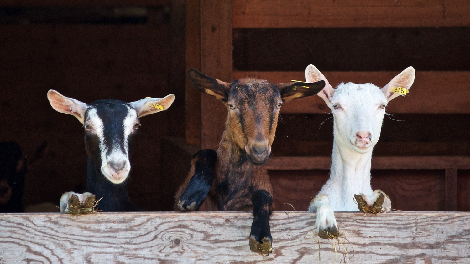 how-much-space-do-goats-need-milk-man-blog-cattywampus-acres