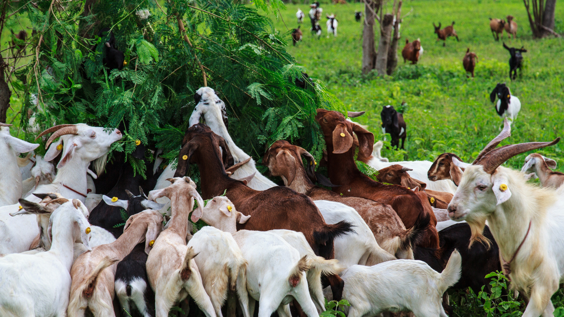 What Should You Feed Goats?
